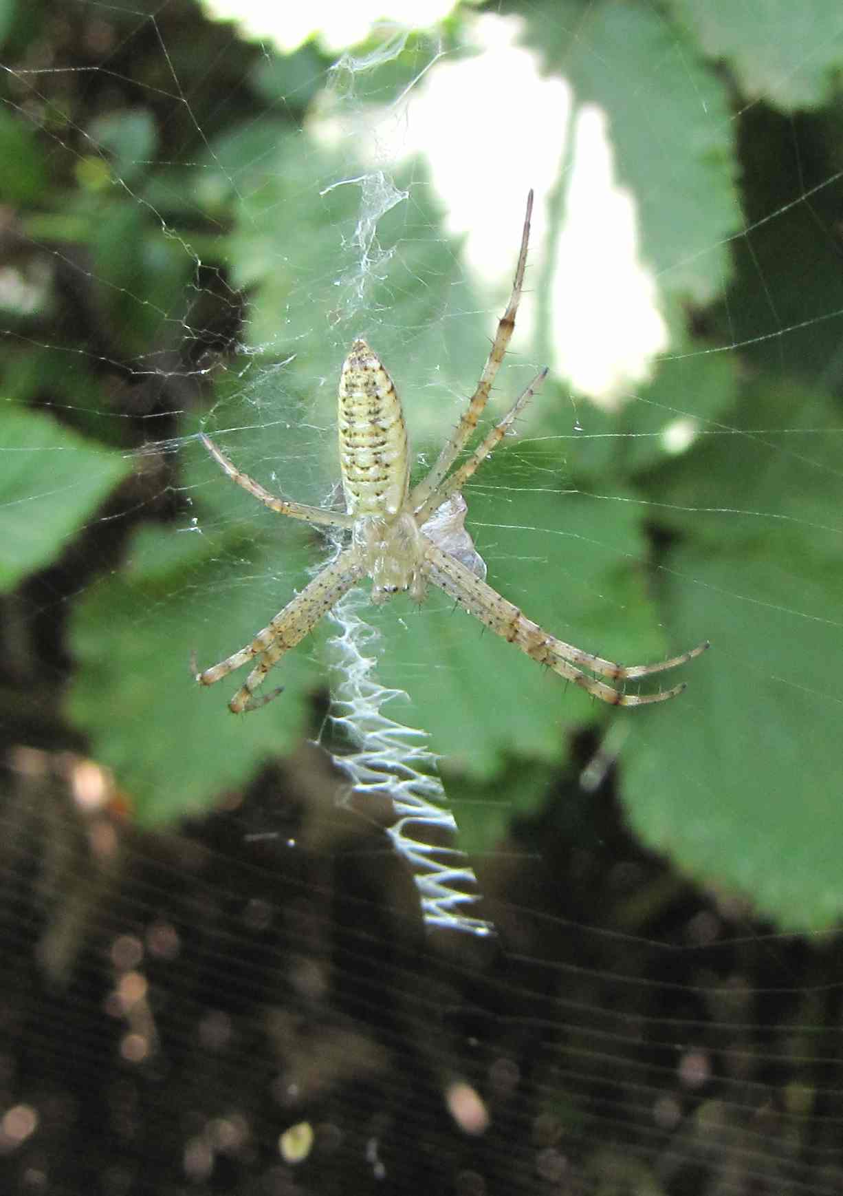 Argiope bruennichi